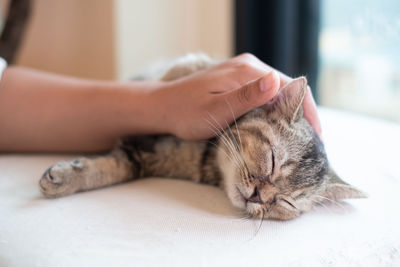 Cropped hand of woman holding cat