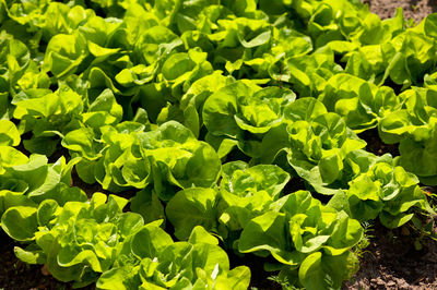 Full frame shot of green leaves