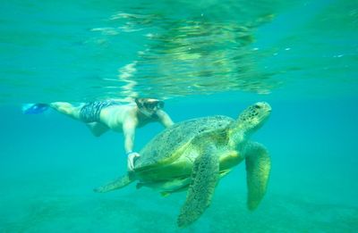 Man swimming in sea with turtle