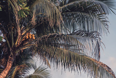 Palm trees against sky