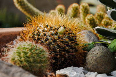 Close-up of succulent plant