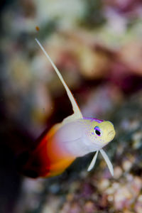 Close-up of fish swimming in sea