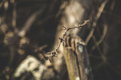 Close-up of broken wooden post with barbed wire around it