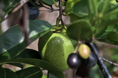 Close-up of fruits growing on tree