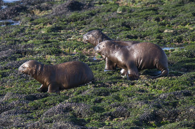 High angle view of seal