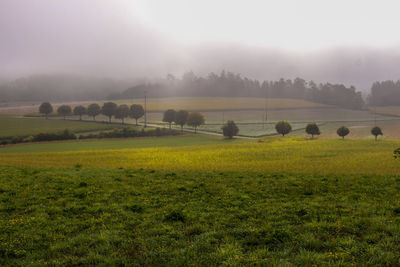 Scenic view of grassy field against sky