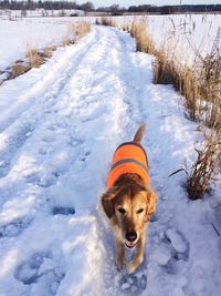 Dog standing on snow covered landscape