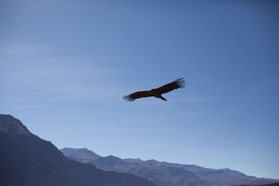 Low angle view of bird flying in sky