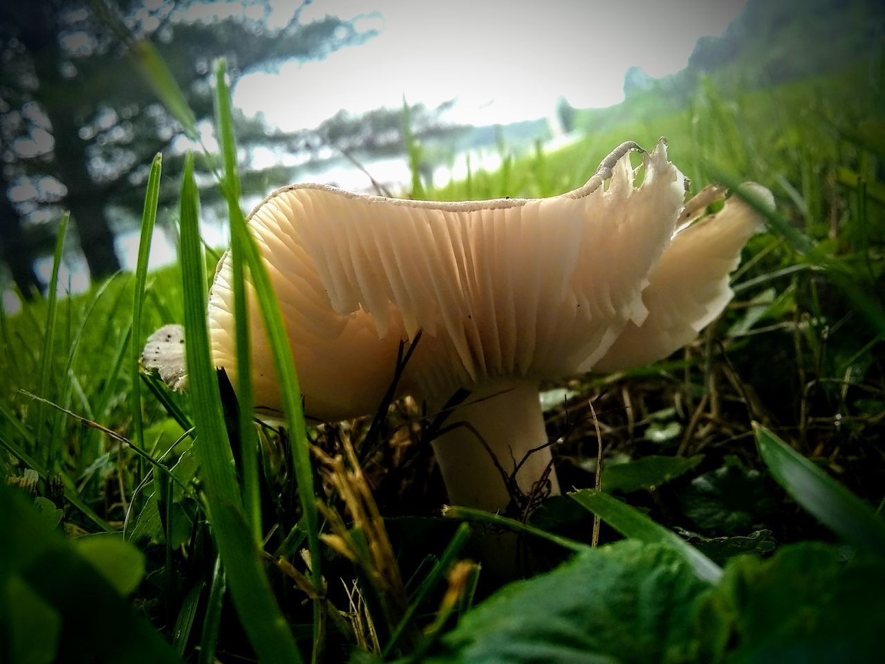 CLOSE-UP OF WILD MUSHROOM GROWING ON FIELD