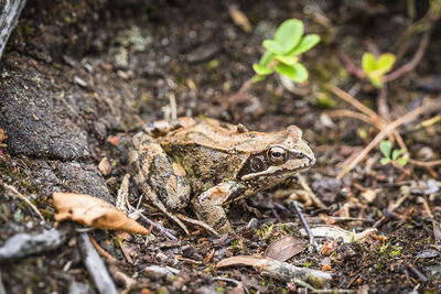 High angle view of frog on field