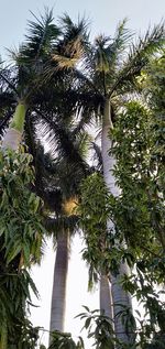 Low angle view of coconut palm trees against sky