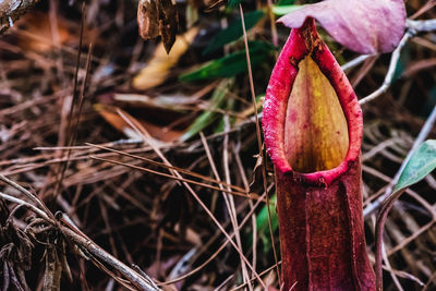 Close-up of pink flower on field