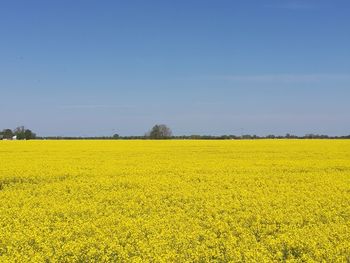 Scenic view of oilseed rape field against sky