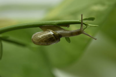 Close-up of snail on leaf