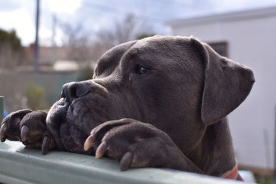 Close-up of a dog resting