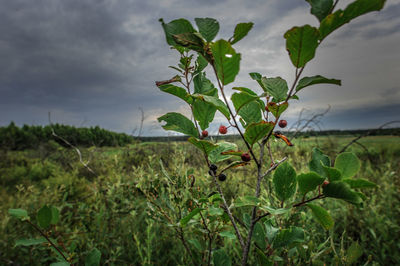 Trees on field against cloudy sky