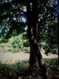 Trees on grassy field