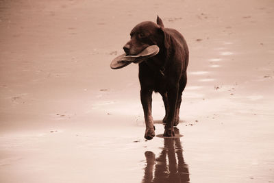 Dog standing on beach