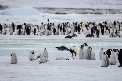 Huge breeding colony of emperor penguine with chicks in antarctica