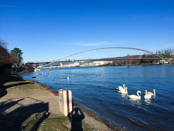 View of seagulls on bridge over water against clear blue sky
