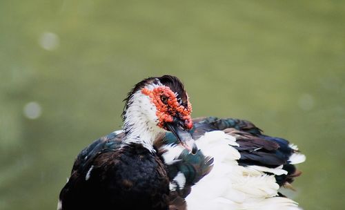 Close-up of a exotic bird