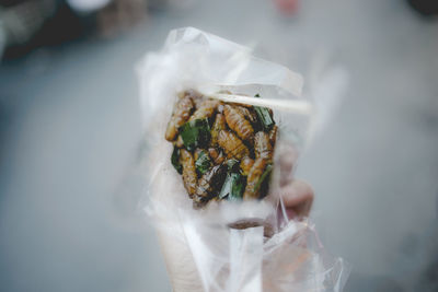 Fried chrysalis famous street food of thailand