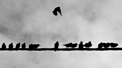 Low angle view of silhouette birds perching on the sky