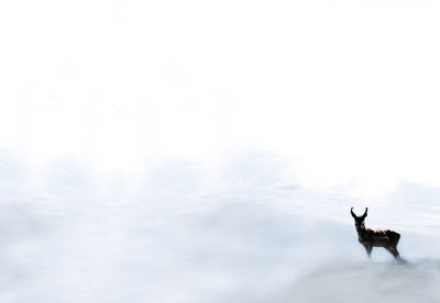 Low angle view of deer against sky