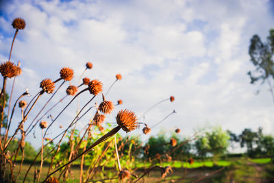 Close-up of flowering plants on field against sky