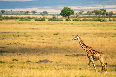 Giraffe on landscape against sky