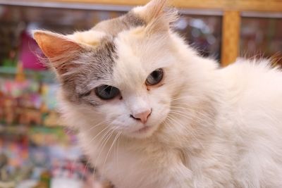 Close-up portrait of cat