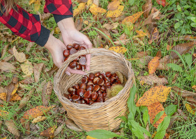 High angle view of berries in basket on field