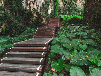 Boardwalk amidst trees in forest