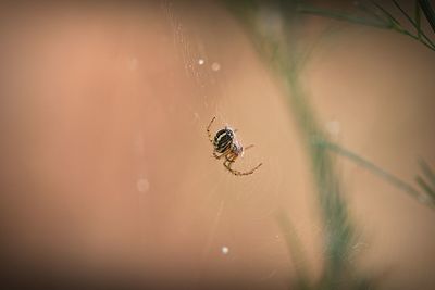 Close-up of spider on web