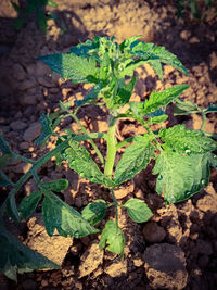 High angle view of plants growing on field