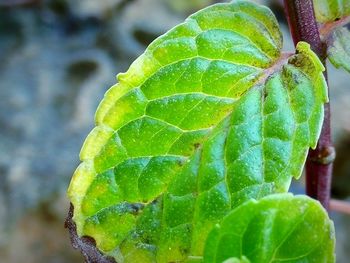 Close-up of plant