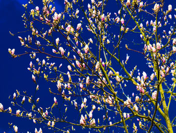 Low angle view of flowering tree against blue sky