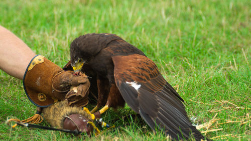 Close-up of a hand eating bird on field