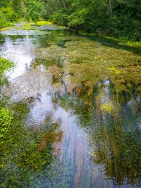 Reflection of trees in pond