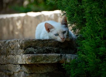 Portrait of cat on tree