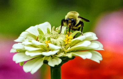 Close-up of bee on flower