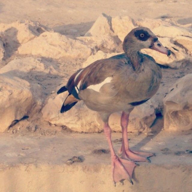 animal themes, animals in the wild, bird, wildlife, one animal, beak, sand, nature, full length, side view, day, outdoors, zoology, beach, close-up, high angle view, no people, seagull, two animals, rock - object