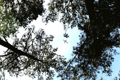 Low angle view of trees against sky