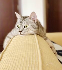 Close-up portrait of cat