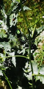 Close-up of plants against blurred background