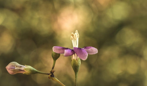 Close-up of pink flowering plant