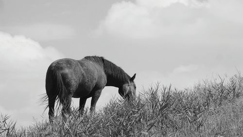 Horse grazing on grassy field against sky