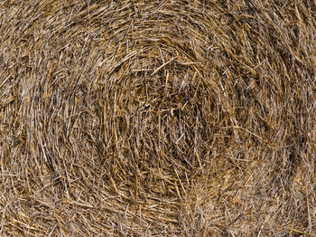 Hay bales on field