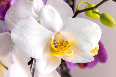 Close-up of white orchids