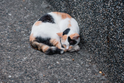 High angle view of cat sleeping on street